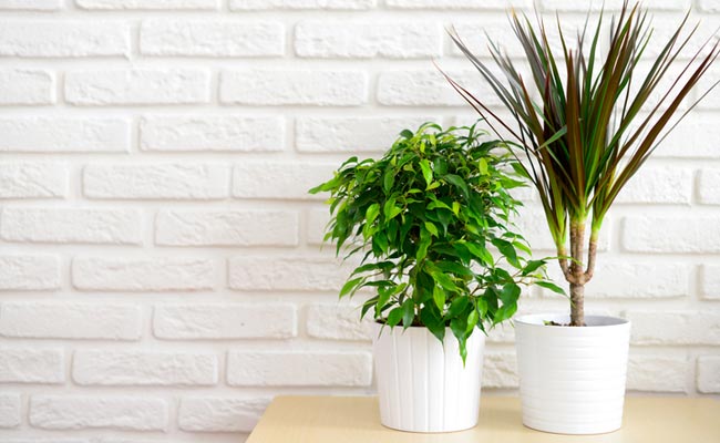 3 Reasons To Get Indoor Plants Into Your Home Stat