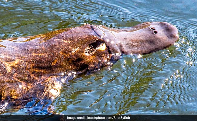 Platypus Milk May Help Combat Superbugs