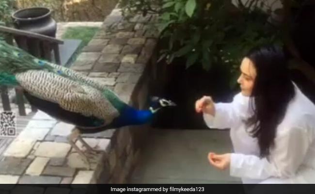 प्रीति जिंटा ने अपने हाथ से मोर को खिलाए दाने, वीडियो सोशल मीडिया पर वायरल