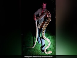Couple Finds Python The Size Of A Car In Drive-Way, Call For Help Couple Finds Python The Size Of A Car In Drive-Way, Call For Help