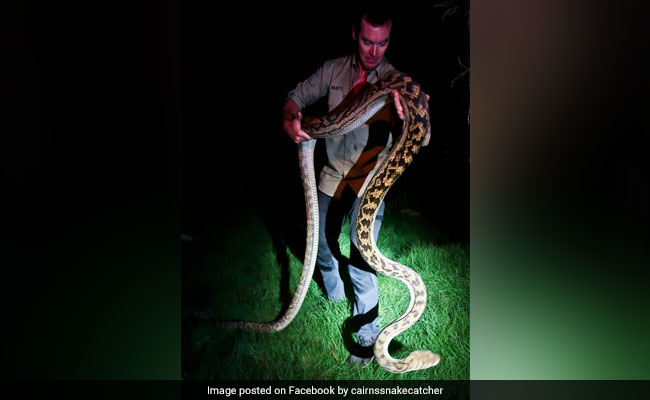 Couple Finds Python The Size Of A Car In Drive-Way, Call For Help