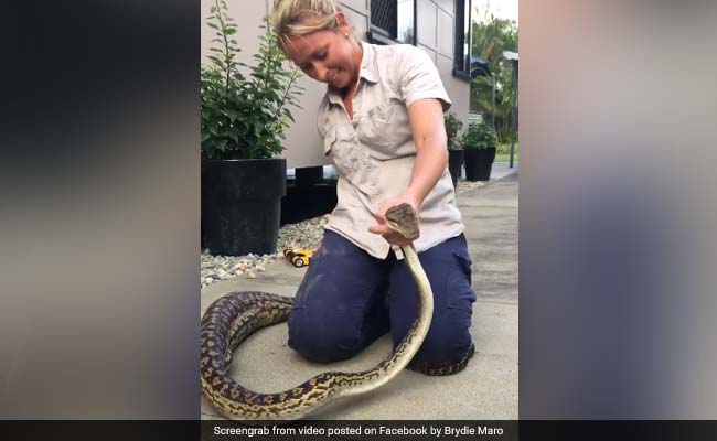 Woman Captures Massive Python After It Swallowed Family Cat