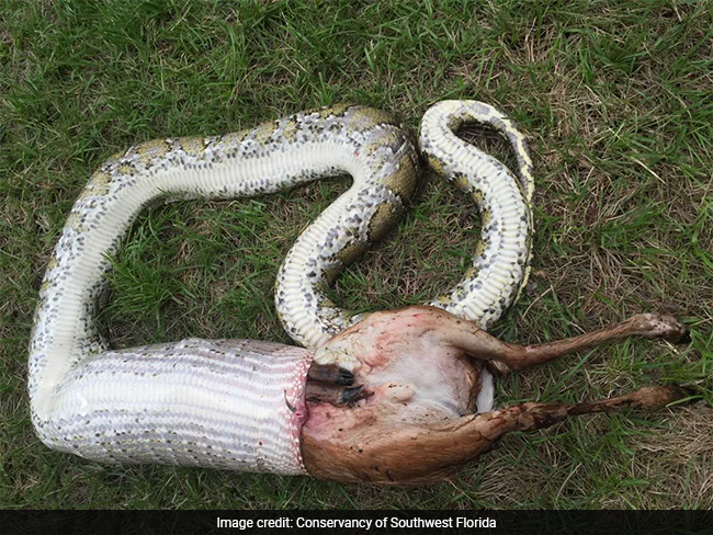 11-Foot Python Devours Deer Heavier Than Itself. Pics Not For The Weak