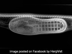 Python Slithers Into Home, Swallows A Slipper. Has Surgery To Remove It