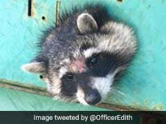 Nosy Raccoon Gets Head Stuck In Generator. How It Was Rescued