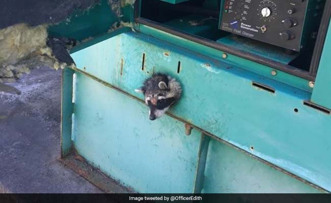 Nosy Raccoon Gets Head Stuck In Generator. How It Was Rescued