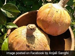Ramphal (Bullock's Heart) Benefits And Ways To Use It In Your Daily Diet!