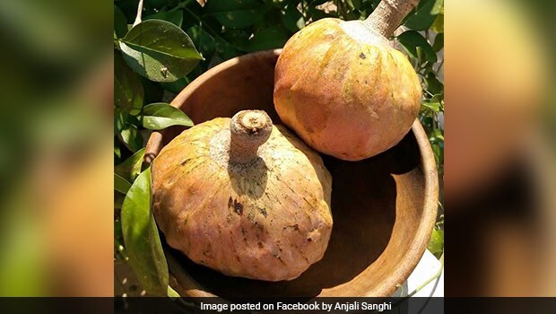 डायबिटीज मरीजों के लिए ही बना है ये फल, फायदे ऐसे की ढूंढकर खाने लग जाएंगे आप डायबिटीज मरीजों के लिए ही बना है ये फल, फायदे ऐसे की ढूंढकर खाने लग जाएंगे आप