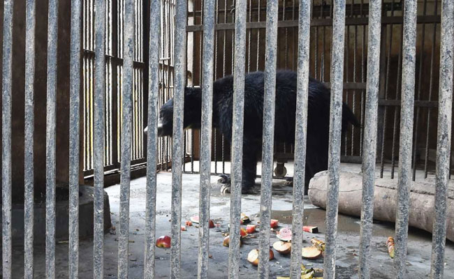 One Of Nepal's Last Dancing Bears Dies After Rescue