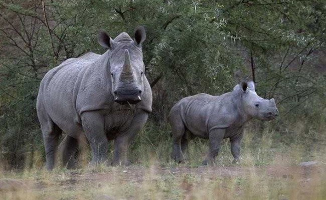 Nepal's K P Sharma Oli Gifts A Pair Of One-Horned Rhinos To China
