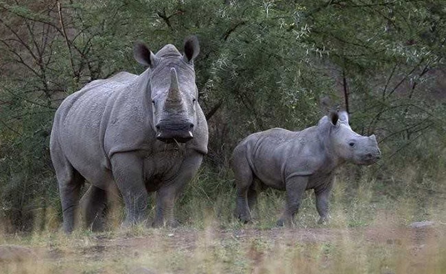 Poachers Were Looking For Rhinos. They Found Hungry Lions Instead