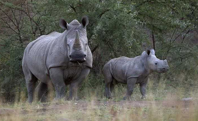 Rhino Killed By Forest Guards In "Self-Defence" At National Park In Assam