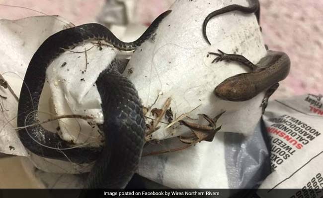 Snake And Lizard Found Stuck On Piece Of Tape