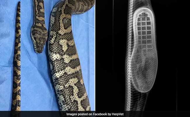 Python Slithers Into Home, Swallows A Slipper. Has Surgery To Remove It