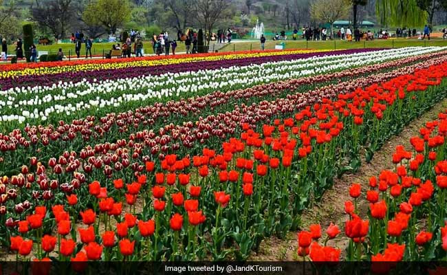 Jammu And Kashmir Turns To Tulip Garden, Dal Lake To Revive Tourism