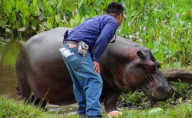 Tyson The Stray Hippo Captured In Mexico. Nobody Knows Where It Came From