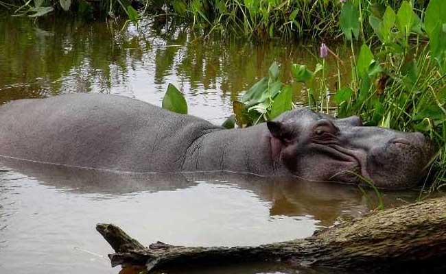 stray hippo mexico afp 650 2