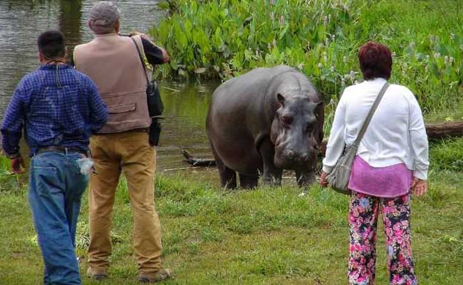 Tyson The Stray Hippo Captured In Mexico. Nobody Knows Where It Came From