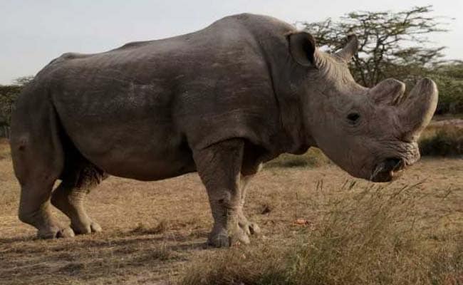 World's Last Male Northern White Rhinoceros Dies After 'Great Deal Of Suffering'