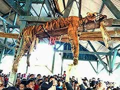 Villagers Thought They Killed A Supernatural Shape-Shifter. It Was An Endangered Sumatran Tiger.