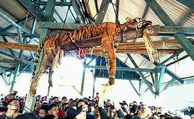 Villagers Thought They Killed A Supernatural Shape-Shifter. It Was An Endangered Sumatran Tiger.