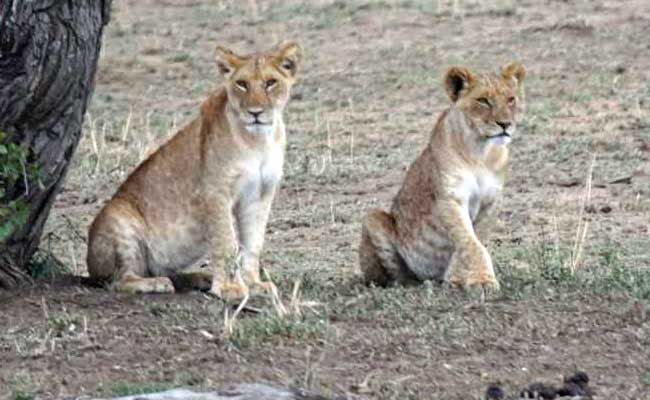 Blog: My Surreal Tanzanian Safari Experience