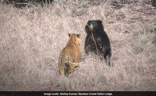 tiger vs sloth bear 650 1