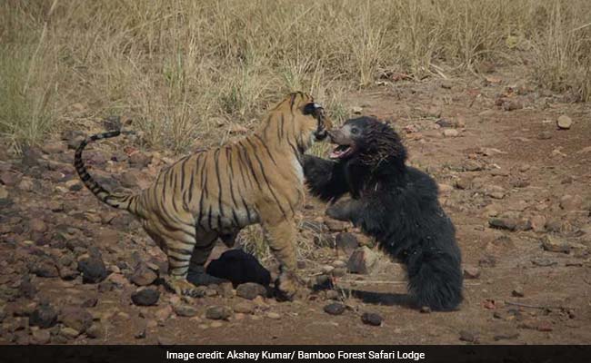 tiger vs sloth bear 650 2