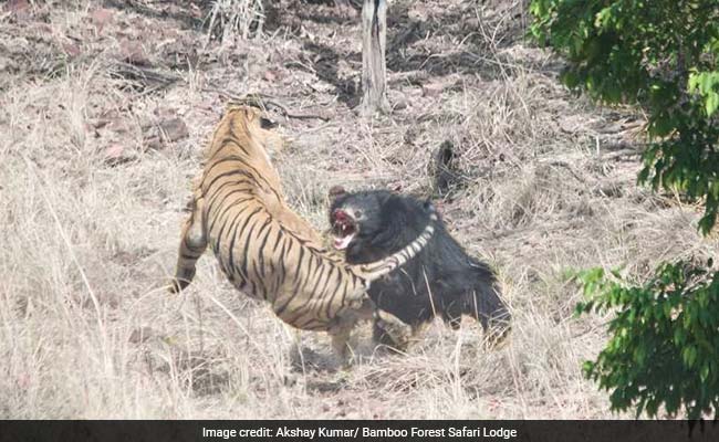 At Tadoba Reserve, Tense Face-Off Between Tiger And Bear Caught On Camera