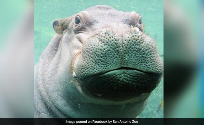 Hungry-For-Love Hippo's Love Letter Is Giving Internet All The Feels