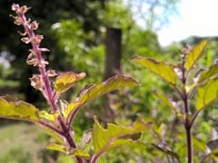 Add Tulsi To Your Diet To Boost Health: Expert