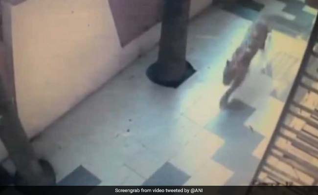 VIDEO: घर के अंदर मजे से टहल रहा था तेंदुआ, देखें क्या हुआ जब देखा गार्ड ने