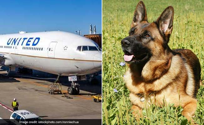 Family Flies German Shepherd On United Airlines. Gets A Great Dane Back