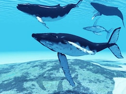 Trump Administration Illegally Removed Protection For Marine Life: Court Trump Administration Illegally Removed Protection For Marine Life: Court