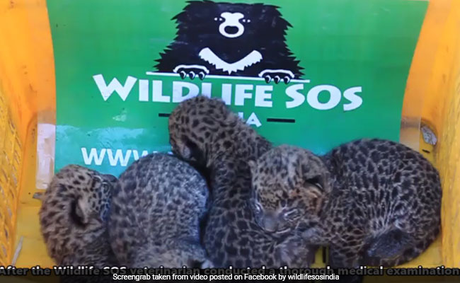 Watch: 4 Lost Leopard Cubs Reunited With Their Mother In Maharashtra