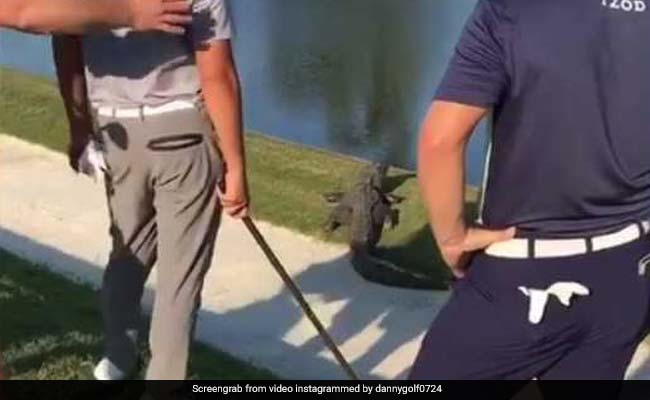 Golfer Comes Dangerously Close To Alligator While Playing. Watch