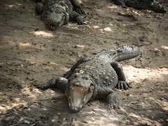 Drunk Man Jumps Into Pool Full Of Crocodiles. Arm Ripped Off But Survives
