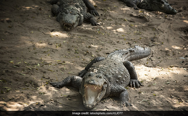 Drunk Man Jumps Into Pool Full Of Crocodiles. Arm Ripped Off But Survives