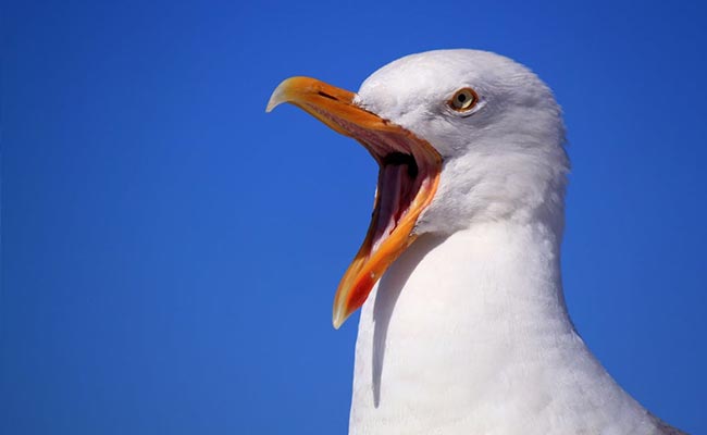 For Mess He And Flock Of Seagulls Left Behind Years Ago, Man Begs Forgiveness