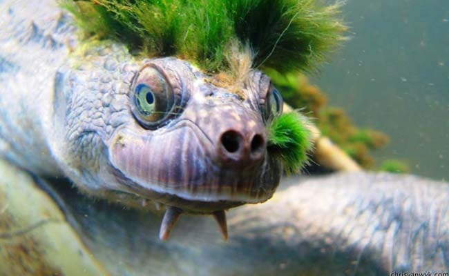 Australia's ''Punk Turtle'' Risks Being Last Of The Mohicans