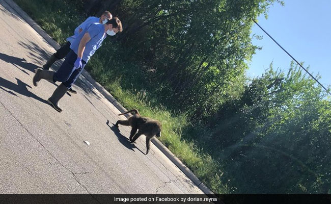 Watch: Baboons Escape Research Lab, Staff Chased Them For 30 Minutes