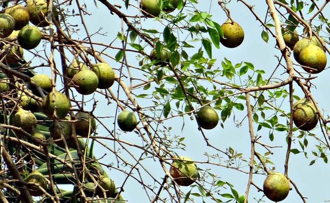 The Juice Of This Fruit Will Purify Blood, Help Digestion And Control Diabetes