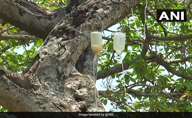 Dying 700-Year-Old Banyan Tree In Telangana Put On Drip. See Pics