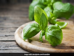 सुबह खाली पेट करें Tulsi का सेवन, सेहत को होंगे फायदे ही फायदे सुबह खाली पेट करें Tulsi का सेवन, सेहत को होंगे फायदे ही फायदे