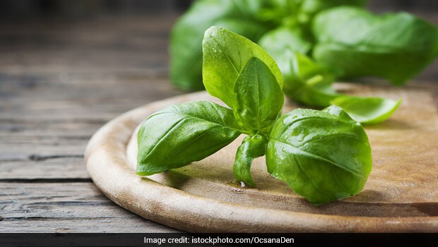 Growing Basil Stormfront
