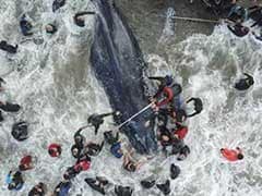 6-Tonne Whale Beaches At Resort, Hundreds Unite For Mammoth Rescue Effort