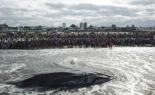 beached whale argentina afp 650 1