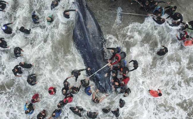 6-Tonne Whale Beaches At Resort, Hundreds Unite For Mammoth Rescue Effort