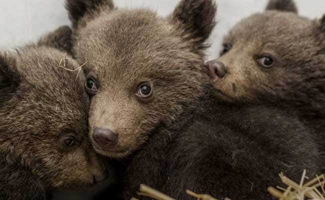 Where's Mum? Three Bear Cubs Rescued In Bulgaria