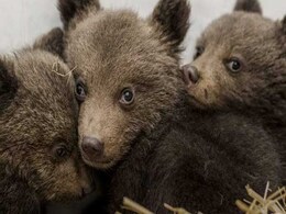Where's Mum? Three Bear Cubs Rescued In Bulgaria Where's Mum? Three Bear Cubs Rescued In Bulgaria